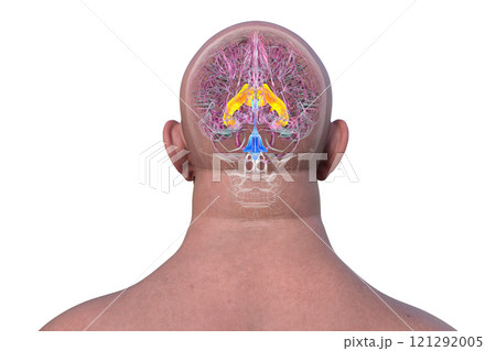The lateral brain ventricles, 3D illustration 121292005