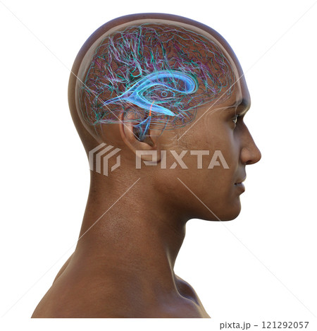 Human brain with the cerebral aqueduct and the ventricular system, 3D illustration Human brain with the cerebral aqueduct and the ventricular system, 3D illustration 121292057