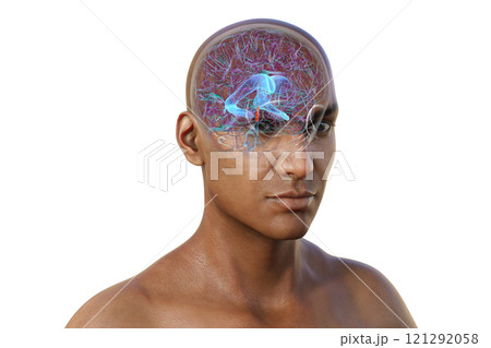 Human brain with the cerebral aqueduct and the ventricular system, 3D illustration Human brain with the cerebral aqueduct and the ventricular system, 3D illustration 121292058