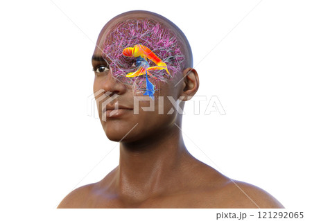 The lateral brain ventricles, 3D illustration 121292065