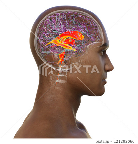Ventricular system of the brain, 3D illustration 121292066