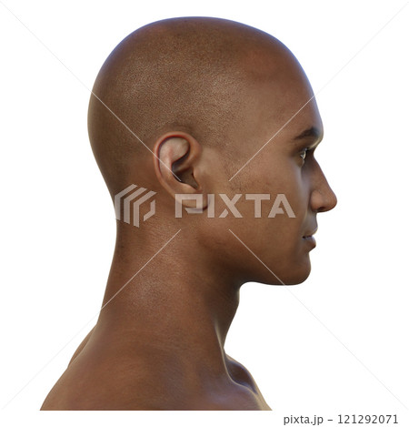 A young man's hairless head from side view, 3D illustration A young man's hairless head from side view, 3D illustration 121292071