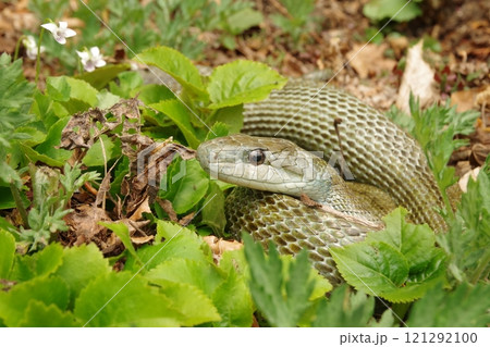 草むらから顔を出すアオダイショウ 草むらから顔を出すアオダイショウ 121292100