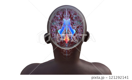 Anatomy of the fourth brain ventricle, 3D illustration 121292141