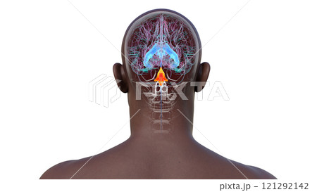 Anatomy of the fourth brain ventricle, 3D illustration 121292142