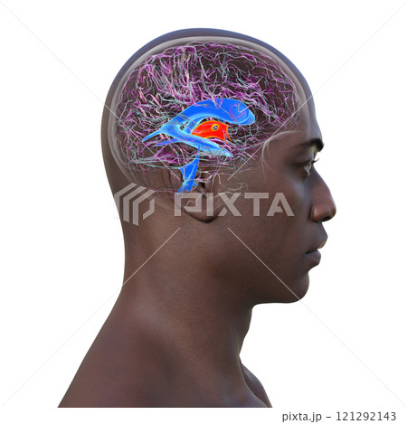 The third brain ventricle, 3D illustration 121292143