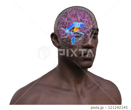 The third brain ventricle, 3D illustration 121292145