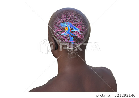 The third brain ventricle, 3D illustration 121292146