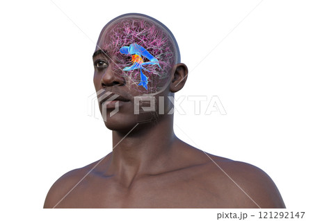 The third brain ventricle, 3D illustration 121292147
