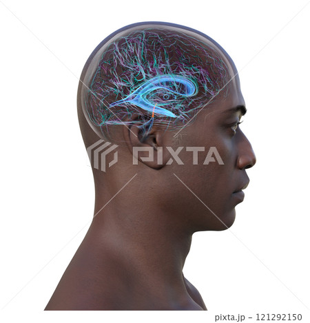 Human brain with the cerebral aqueduct and the ventricular system, 3D illustration 121292150