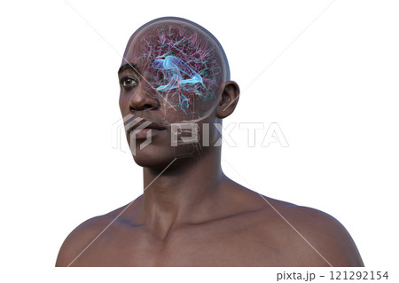 Human brain with the cerebral aqueduct and the ventricular system, 3D illustration 121292154