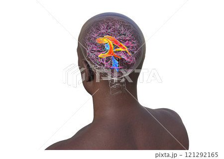 The lateral brain ventricles, 3D illustration 121292165
