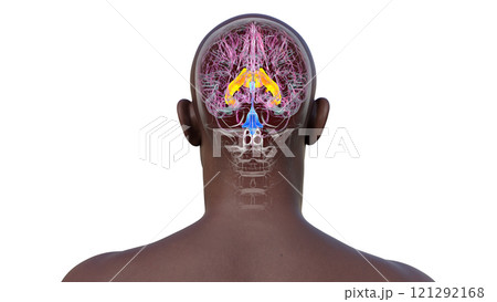 The lateral brain ventricles, 3D illustration 121292168