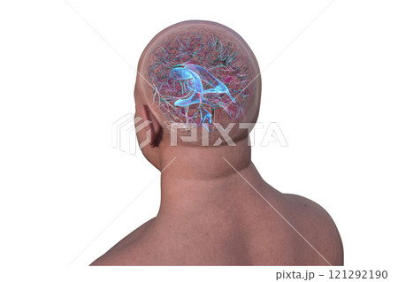 Human brain with the cerebral aqueduct and the ventricular system, 3D illustration 121292190