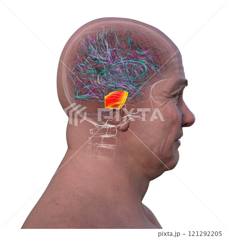 Human brain with the pons highlighted in red, 3D illustration 121292205