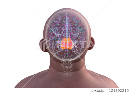 Human brain with the pons highlighted in red, 3D illustration 121292210