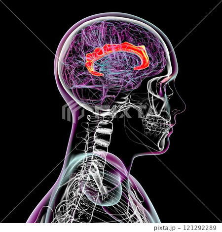 Human brain with highlighted cingulate gyrus, 3D illustration 121292289