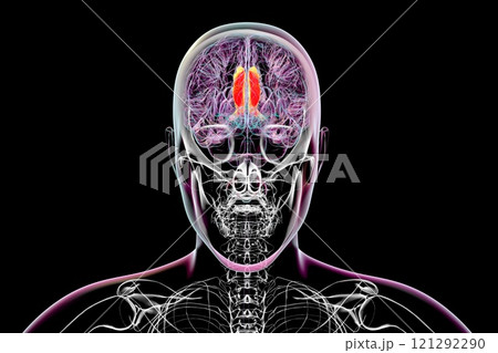 Human brain with highlighted cingulate gyrus, 3D illustration 121292290