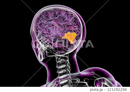 Human brain with highlighted cuneus gyrus, 3D illustration 121292298