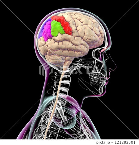 Human brain with highlighted parietal gyri, 3D illustration 121292301