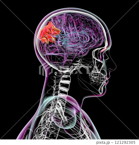 Human brain with highlighted precuneus gyrus, 3D illustration 121292305
