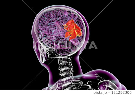 Human brain with highlighted precuneus gyrus, 3D illustration 121292306