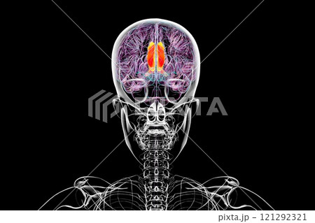 Human brain with highlighted cingulate gyrus, 3D illustration 121292321