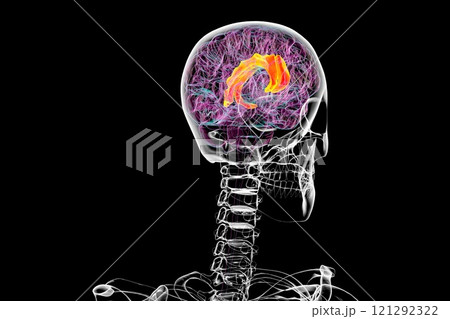 Human brain with highlighted cingulate gyrus, 3D illustration 121292322