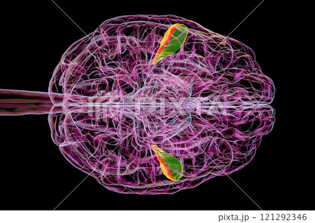 Human brain with highlighted transverse temporal gyri, 3D illustration 121292346
