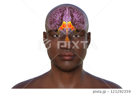 Ventricular system of the brain, 3D illustration Ventricular system of the brain, 3D illustration 121292359
