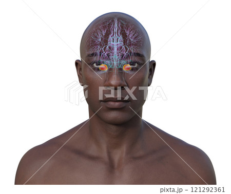 Human brain with highlighted amygdala, 3D illustration 121292361