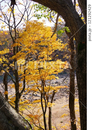 岩手県八幡平市　松川渓谷の黄葉 121292429
