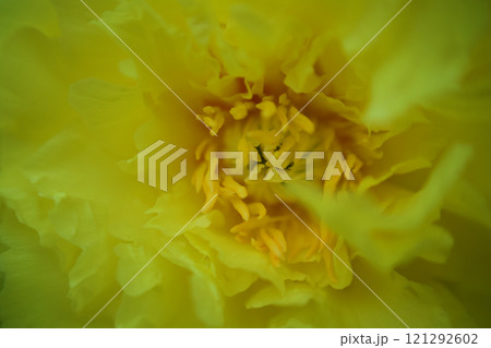 生薬である「立てば芍薬」、品種はバードゼラ、花言葉は「恥じらい」「はにかみ」。 生薬である「立てば芍薬」、品種はバードゼラ、花言葉は「恥じらい」「はにかみ」。 121292602