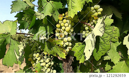 A bunch of grapes ready to be harvested. 121292659
