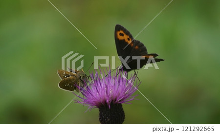 アザミの蜜を吸うベニヒカゲ アザミの蜜を吸うベニヒカゲ 121292665