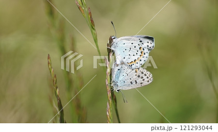 交尾をするオオルリシジミ 121293044