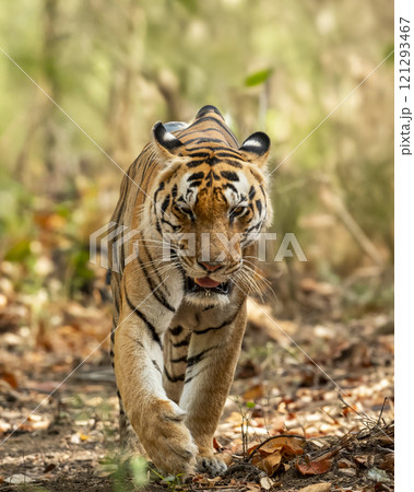 wild dominant male bengal tiger kanha national park forest reserve madhya pradesh india panthera tigris of tourism zone patrolling or walking head on with eye contact in hot summer season safari 121293467