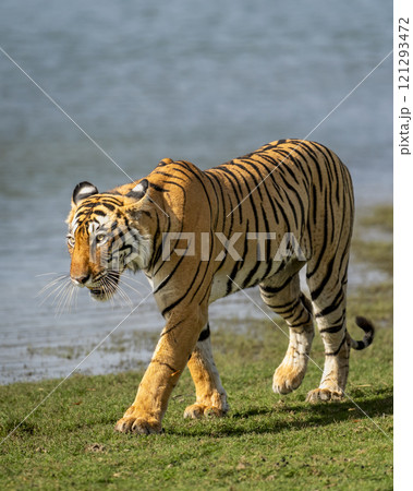 wild female bengal tiger or tigress or panthera tigris guarding or patrolling her territory near blue water lake on green grass in safari at ranthambore national park forest reserve rajasthan india wild female bengal tiger or tigress or panthera tigris guarding or patrolling her territory near blue water lake on green grass in safari at ranthambore national park forest reserve rajasthan india 121293472
