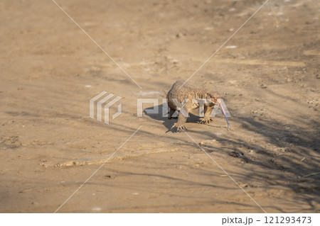 monitor lizard or bengal monitor or common indian monitor or varanus bengalensis tongue sticking out full length to take smell in environment running on track in outdoor wildlife forest safari india 121293473