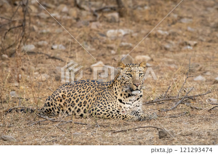 wild huge male leopard or panthera pardus at jhalana leopard reserve jaipur rajasthan india asia. panther fine art face closeup or portrait sitting in forest in winter season ungle or forest safari 121293474