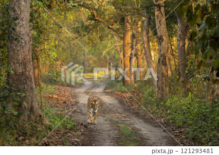 wild female tiger or panthera tigris or tigress pilibhit national park forest reserve uttar pradesh india showstopper morning stroll or territory marking standing or walking head on scenic background 121293481