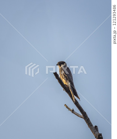 Wild small predator Eurasian hobby or Falco subbuteo bird closeup perched high on a tree during winter season migration at jhalana forest or leopard reserve jaipur rajasthan india asia Wild small predator Eurasian hobby or Falco subbuteo bird closeup perched high on a tree during winter season migration at jhalana forest or leopard reserve jaipur rajasthan india asia 121293486