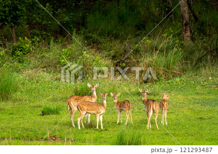 wild spotted deer or chital at bandhavgarh national park forest tiger reserve madhya pradesh india axis deer family or herd or group alert curious face expressions in natural scenic green background wild spotted deer or chital at bandhavgarh national park forest tiger reserve madhya pradesh india axis deer family or herd or group alert curious face expressions in natural scenic green background 121293487