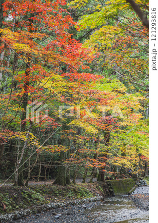 森町の遠江国一宮小國神社のもみじまつりで紅葉したモミジと一宮川の風景(静岡県) 121293816