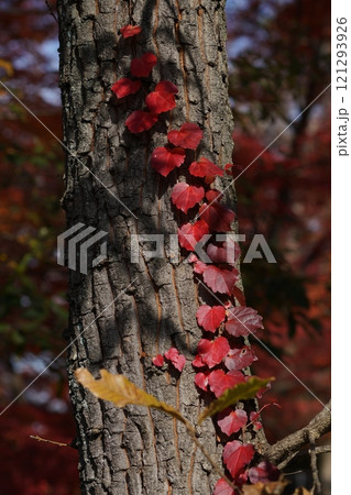 紅葉した蔦 121293926