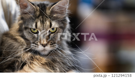 A Maine Coon cat with a long, thick fur coat and piercing green eyes stares intently at the camera 121294158