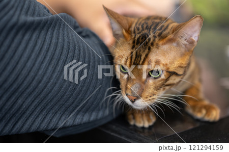 A Bengal cat with a striking coat pattern, showcasing its exotic wild look 121294159
