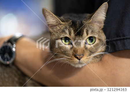 A cute tabby cat with expressive eyes and a relaxed posture is gently cradled in its owner's arms 121294163