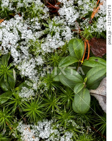 Snow-Dusted Moss and Green Leaves 121294578