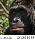 ゴリラのアップ画像 121294586